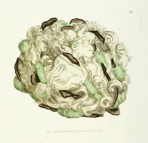 celeriac
