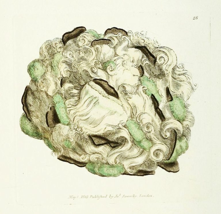celeriac